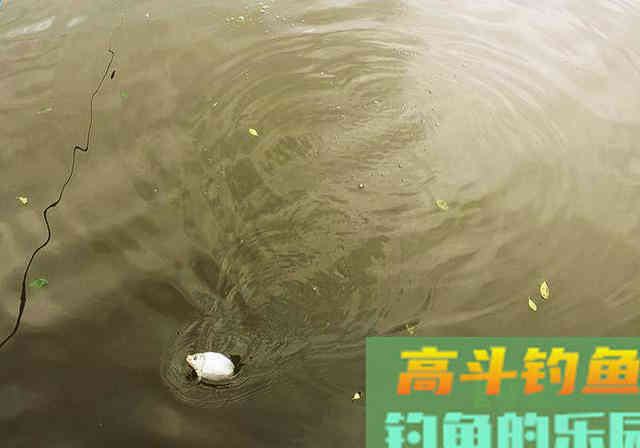 春季钓鱼，参考这5条实战经验，钓鱼就这么容易