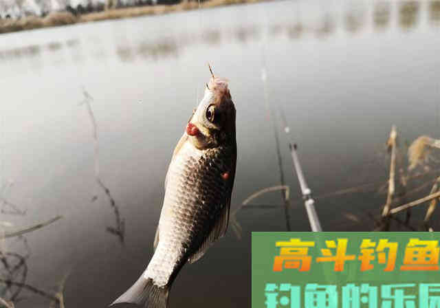 春季想要钓好鱼，掌握这几种钓法，爆护不是事