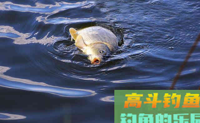 夏季野钓不上鱼怎么办？老钓友告诉你三招