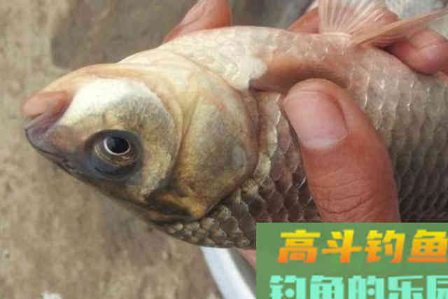 冬钓板鲫不够爽？那是你没按套路出牌，试试这几招