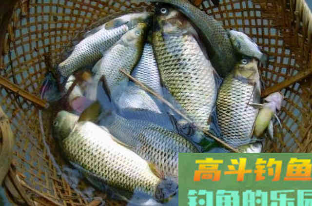 偷偷地告诉你，秋钓诱鱼，其实只需用好这3招