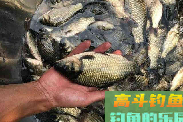初冬太冷，按我说的做，一根竿都忙不过来
