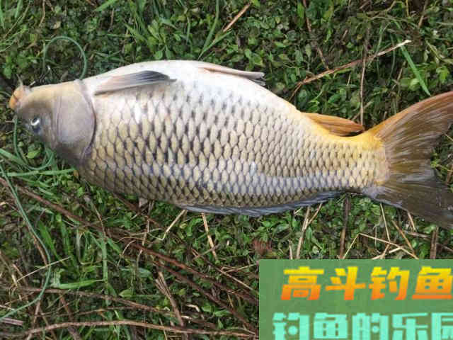 暮春钓鱼抓住这四大要点，大鲫大鲤真的不是事！