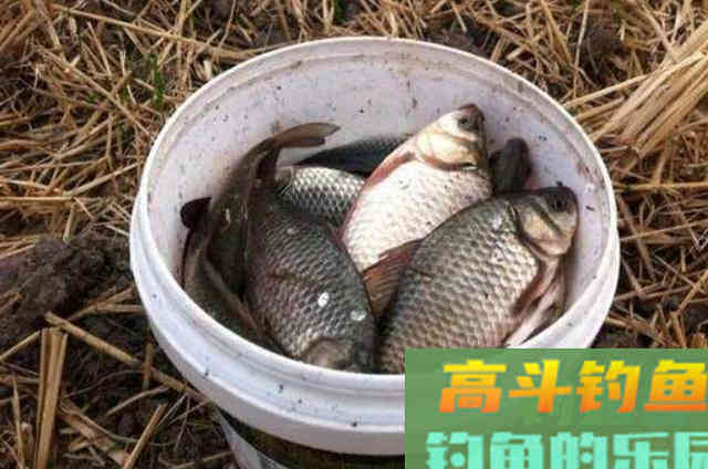 夏钓只要有这套用饵方式，不管在哪都能过把瘾