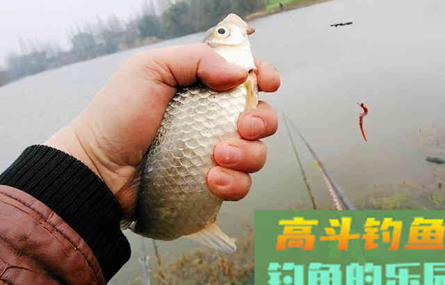 我的仲春、晚春野钓经验分享