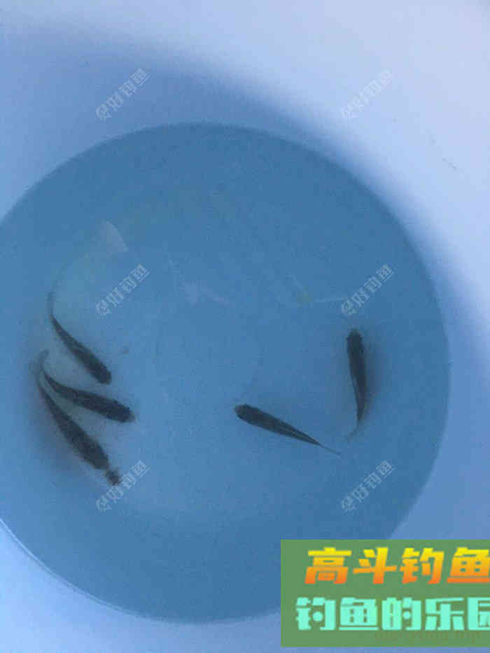年假隔天钓，鱼获节节高--疫期冬钓总结超长篇