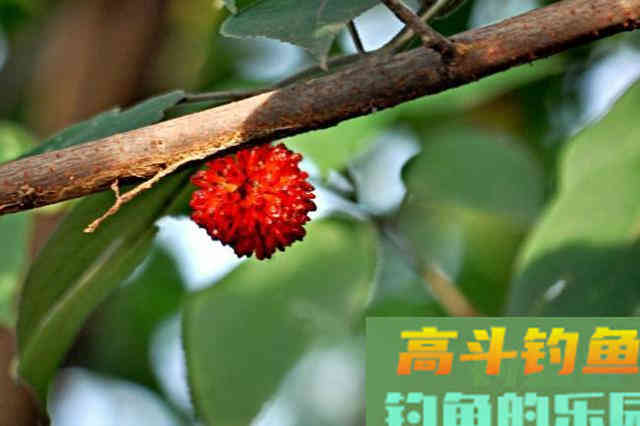 立秋过后怎么钓鱼