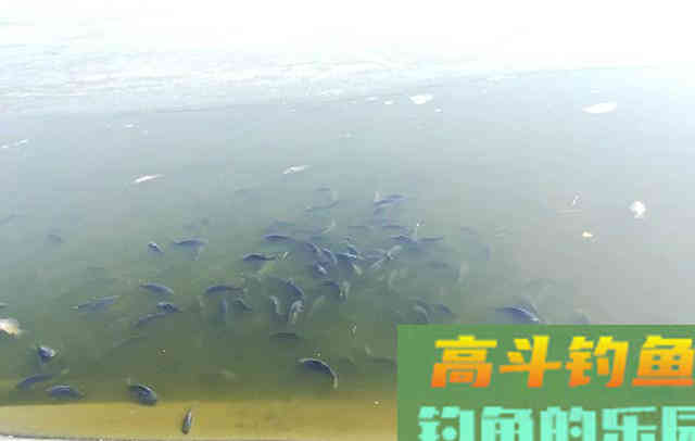 夏季野外钓鱼，遇到这4种情况，别白白浪费窝料