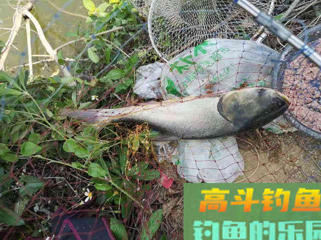 秋季退水钓鱼详解，找准方法钓的都是大鱼