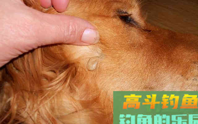夏季钓鱼要注意，这2个小昆虫对人有致命威胁