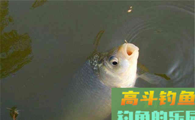 秋末遇上轻口鱼，子线用长的还是用短的好