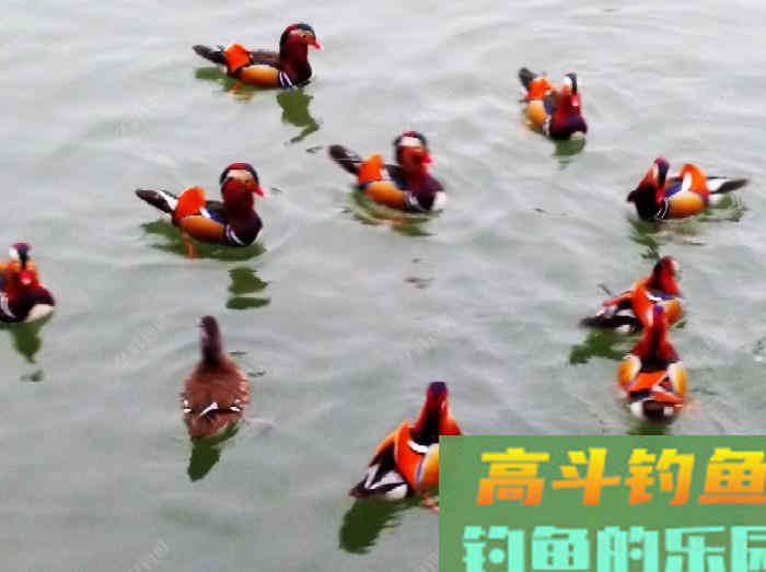 聊：冬钓的若干问题，来自高手的解答