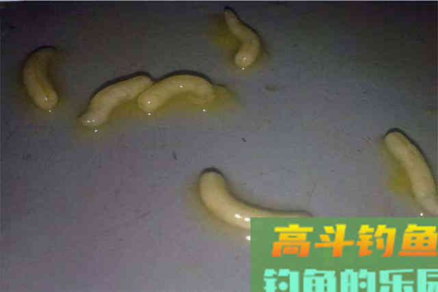冬钓鲫鱼爆护钓法，白虫虾饼加串钩，能钓一天不停竿