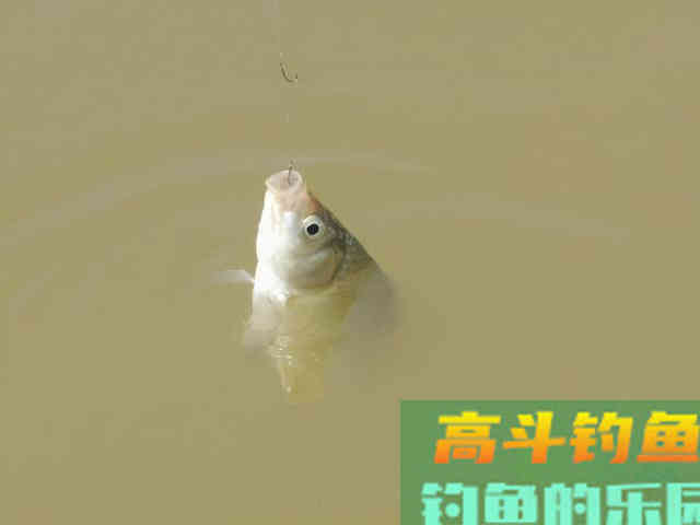 秋季野钓想要好渔获，这些变化就得了然于心