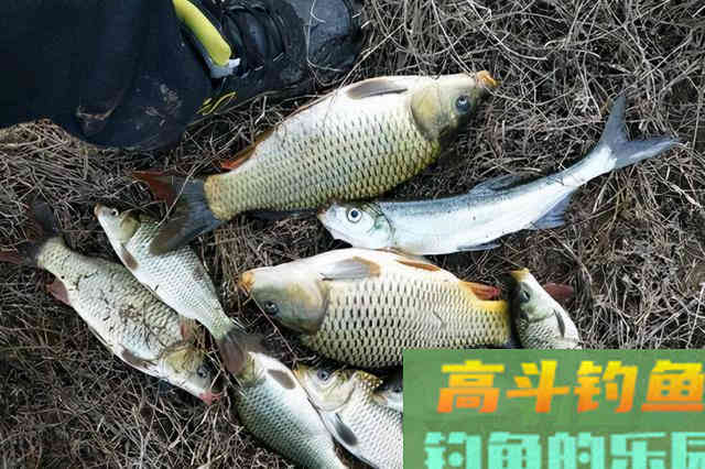 冬钓到底钓深还是钓浅