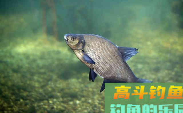 夏季在自然水域,教你这三招用玉米野钓上鱼多