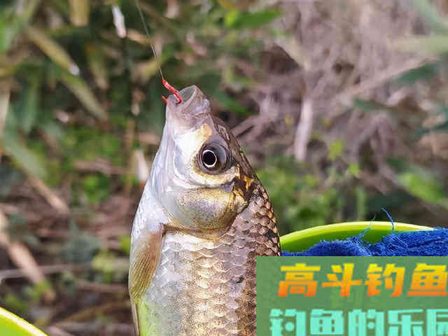 春季作钓的两大细节，让你上鱼更多