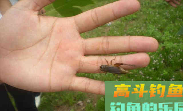 秋天钓鱼莫心急，过了秋分才是最佳时机
