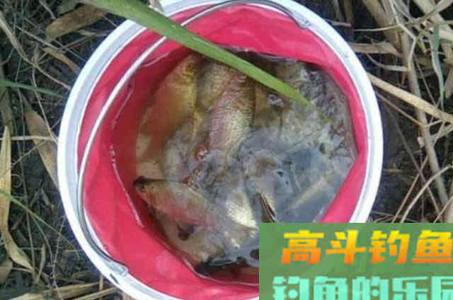 秋钓时，唯独这三大调整才最霸气