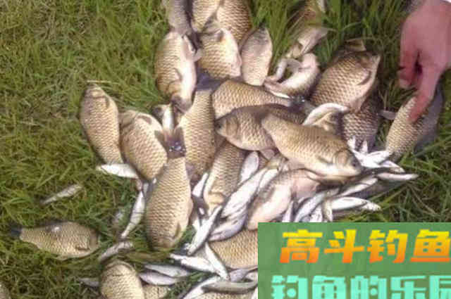 夏钓用好这3招，走水再严重也不慌