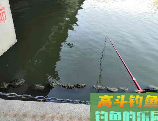 去年夏季还时常爆护，而今年却频频空军，怎么办