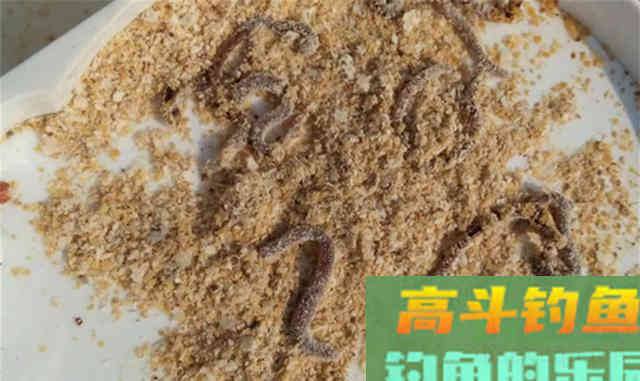 冬季打窝聚鱼慢，发窝迟，不妨试试这三招