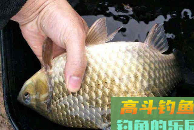 冬天开钓前，这三个步骤一个都不能少，老钓手提醒