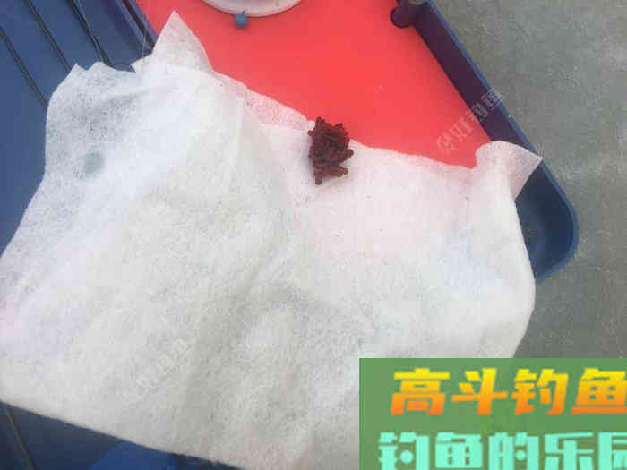 年假隔天钓，鱼获节节高--疫期冬钓总结超长篇