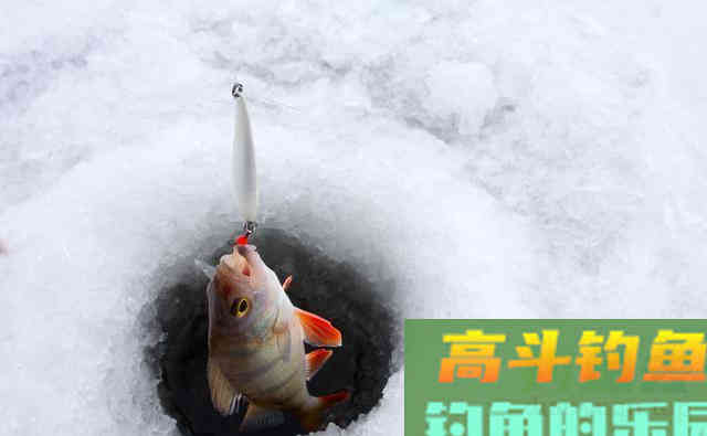 冬季天气寒冷，鱼类它会冷吗