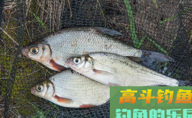 夏季黑坑中如何垂钓武昌鱼？要合理选择渔具搭配