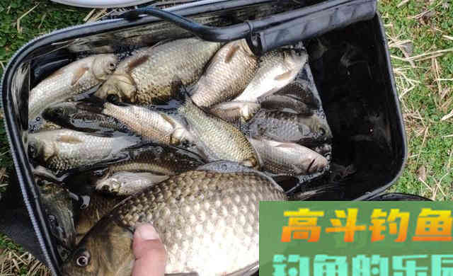 冬季钓鱼，5小5不钓，冬钓爆护不难