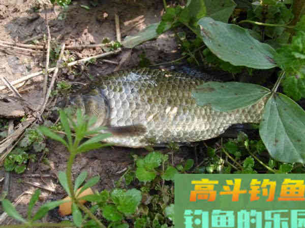 春钓要像钓到鱼，要从钓位、钓具、窝饵、钓法等作手