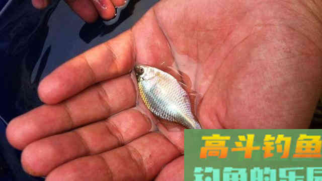 初夏不钓大鱼，我偏爱这些小型鱼