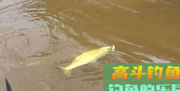 汛期已至，还不赶快趁着浑水钓鱼？注意这3点