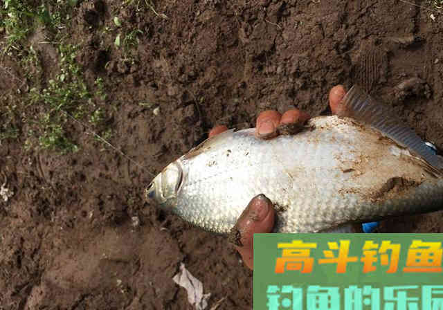 清明前后钓鱼，要想渔获多多，就不能按套路出牌