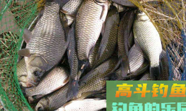 夏季钓鱼，如何把活鱼带回家