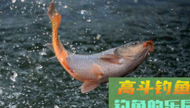 夏季钓鱼，如何把活鱼带回家