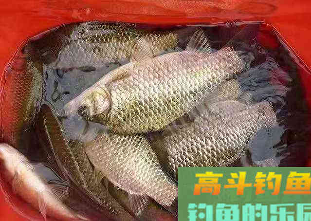 春季钓鱼两种温差详解，都可以钓到鱼，但选择截然不同