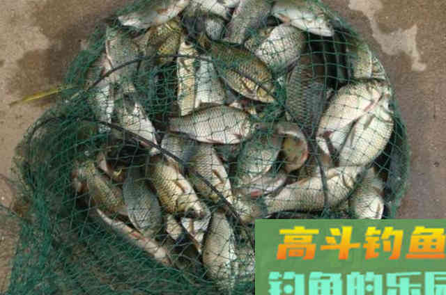 夏天，我就只用这特色钓法，钓上的鲫鲤鱼都很大