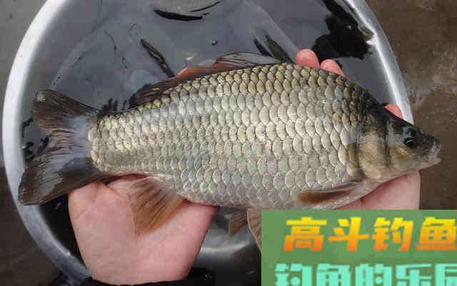 秋末冬初温度降低，应该钓浅水还是钓深水