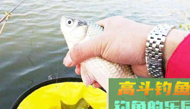 春季钓鱼秘诀分享，感兴趣的看过来