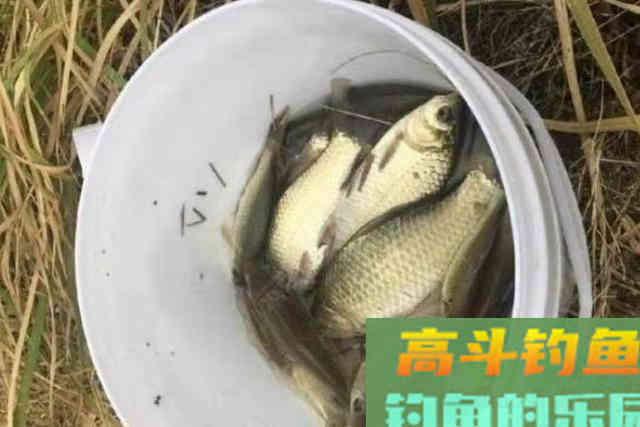 秋天刚到就嫌鱼不好钓？别傻了，按我说的调整