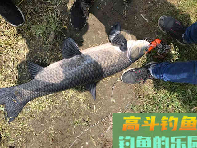 秋季退水钓鱼详解，找准方法钓的都是大鱼
