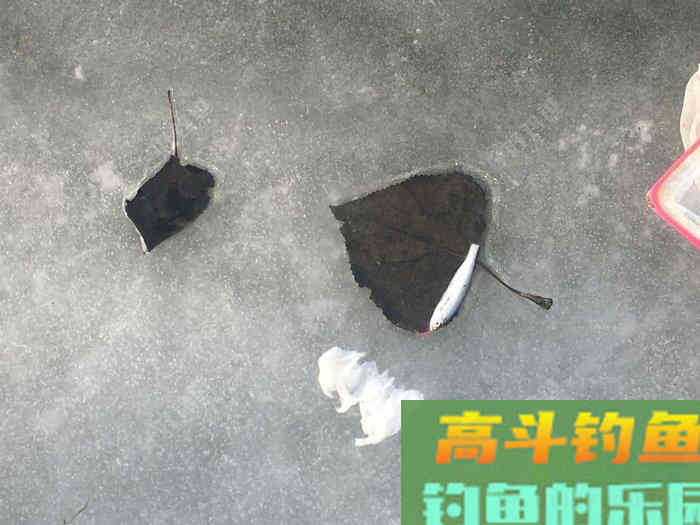 年假隔天钓，鱼获节节高--疫期冬钓总结超长篇