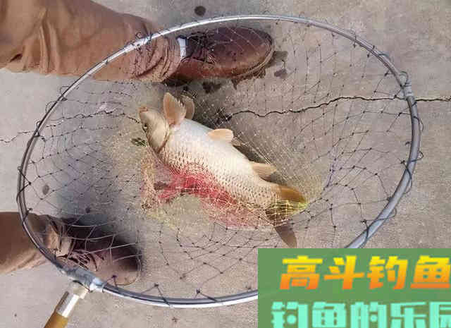 冬季做到这三点，就能钓上鲤鱼