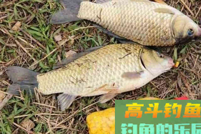 冬天别嫌鱼难钓，多数人没注意这3个细节