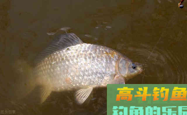 冬天有阳光的天气就好钓鱼？未必！不考虑这2种因素，高手也无奈