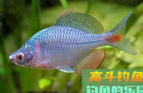 夏季野钓，绝杀小鱼闹窝的几种方法