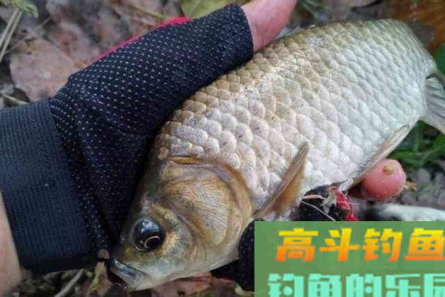 冬天再冷，只需谨记这“3要3不要”，不管在哪钓都能狂拔