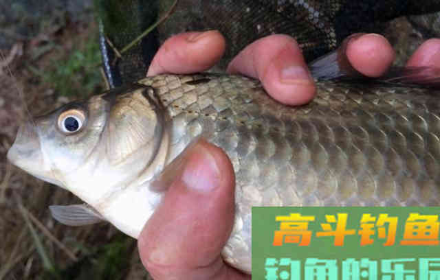 选择温差低于2度，超轻坠钓鱼，你就是这个冬天最靓的仔